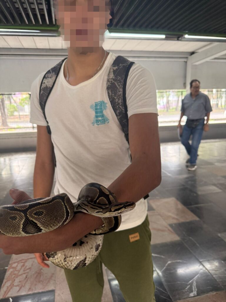 Detienen a joven con serpiente en el Metro de CDMX