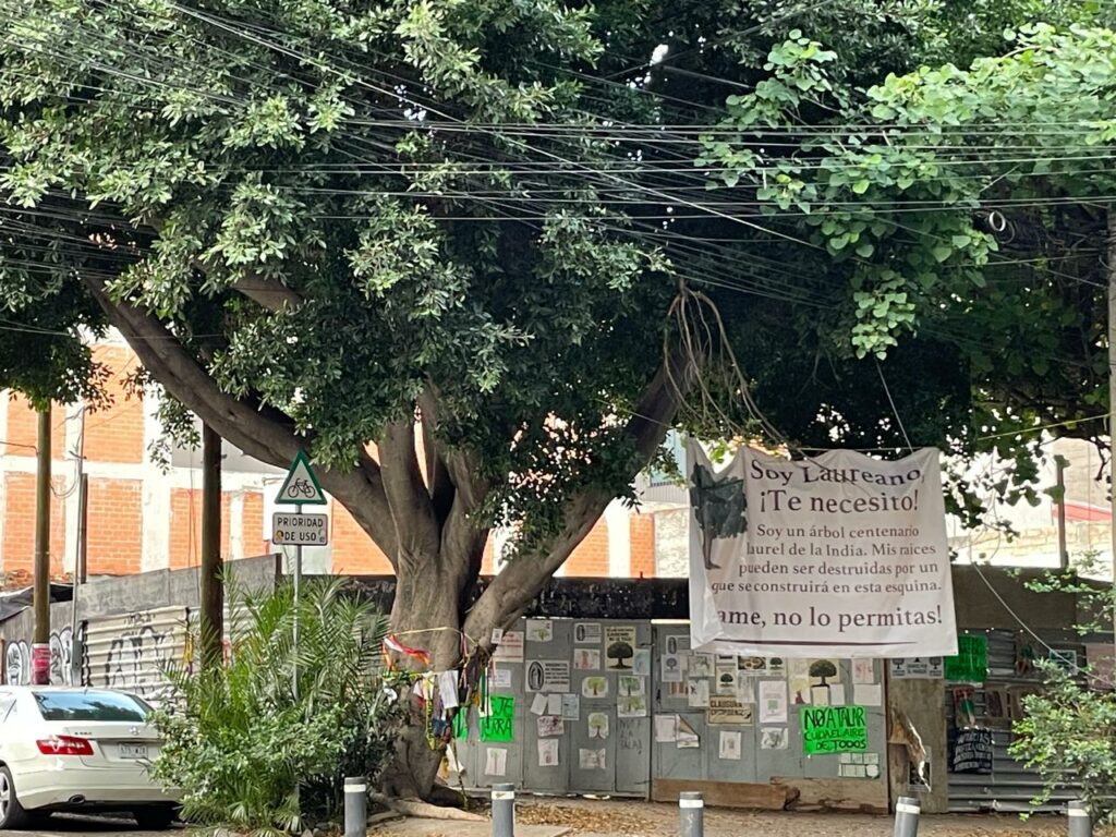 Árboles patrimoniales de CDMX