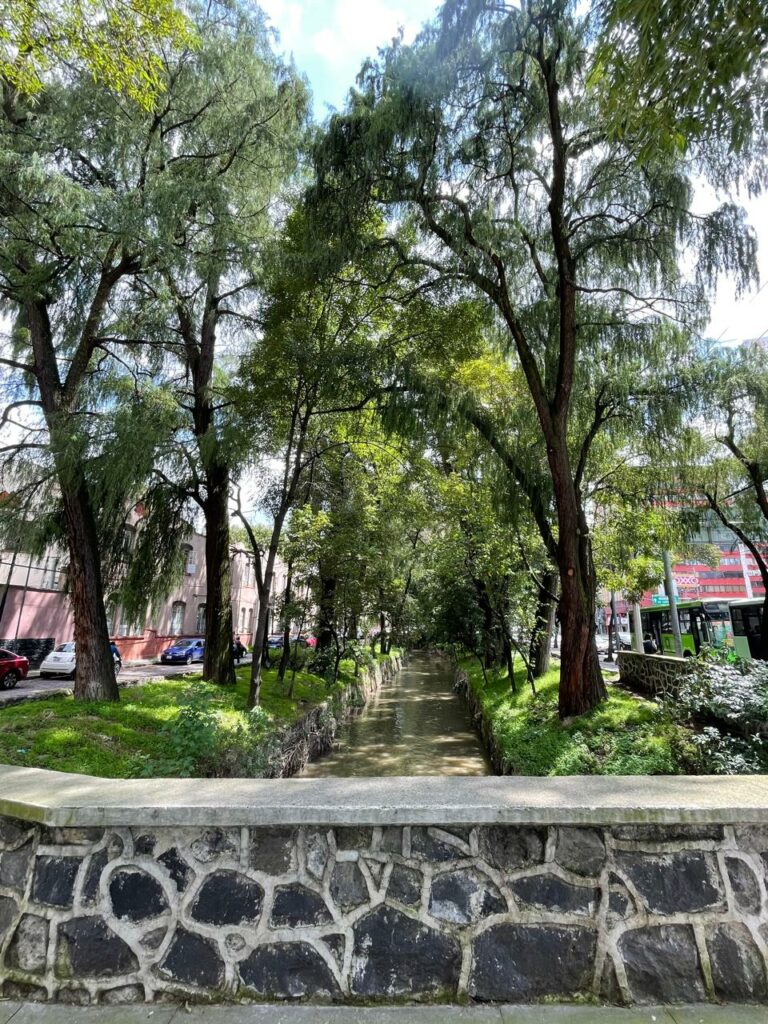 Árboles patrimoniales de CDMX