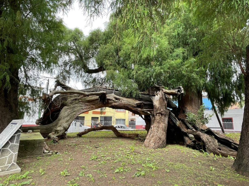 Sabino Ahuehuete de Xochimilco