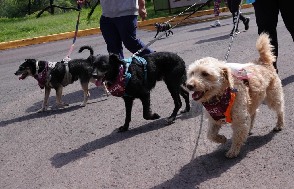 Actividades gratis en CDMX