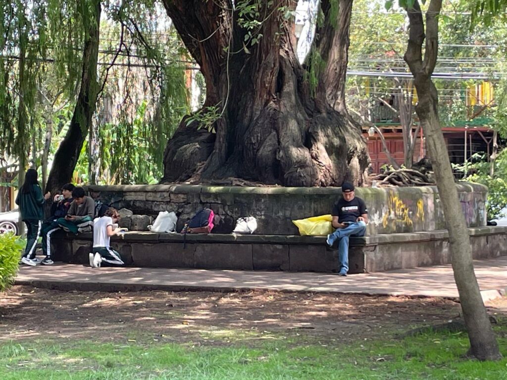 Ahuehuete de Churubusco