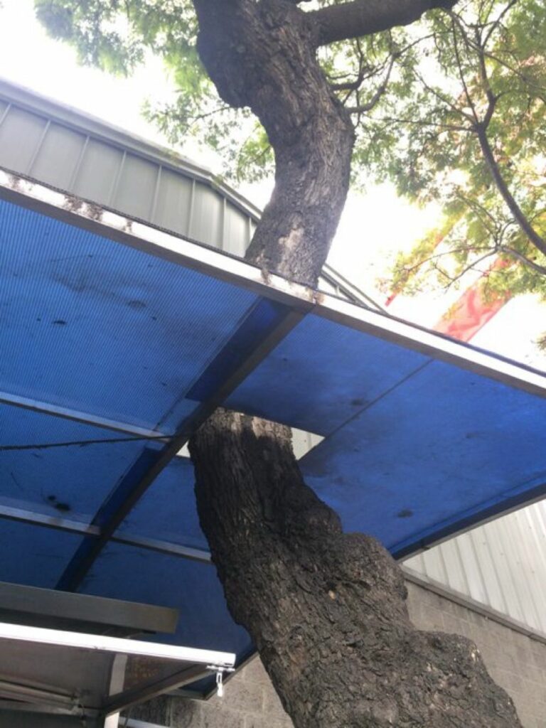 En Universidad y Parroquia, este puesto de tacos respetó el árbol, que es más de lo que se puede decir de algunas inmobiliarias