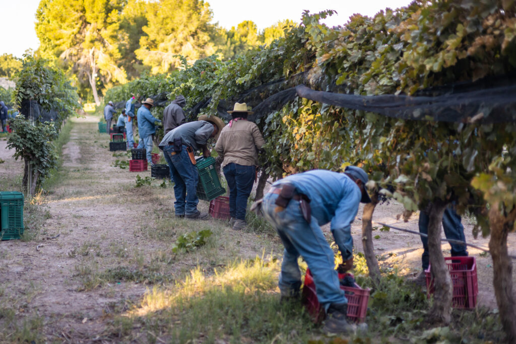 Trabajadores del Viñedo RGMX recolectando uvas.