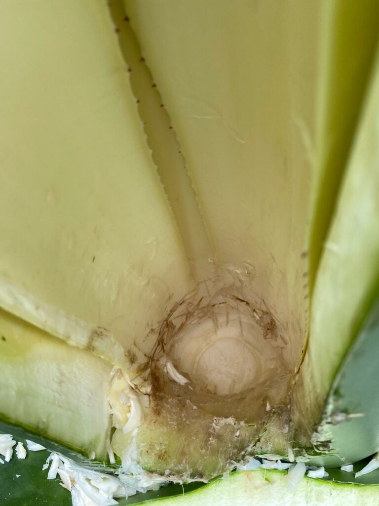 Así se hace el pulque de CDMX