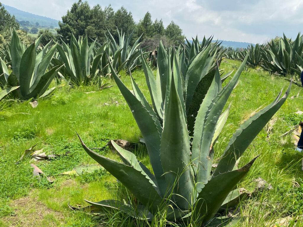 Producción de pulque en CDMX