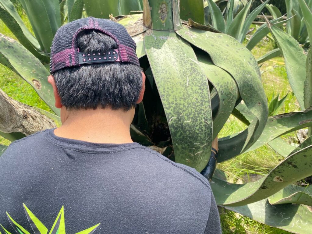 Cómo se hace el pulque