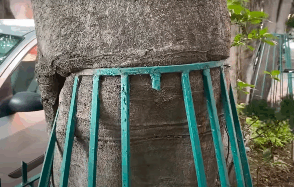 Dañan árboles de CDMX con jardineras metálicas