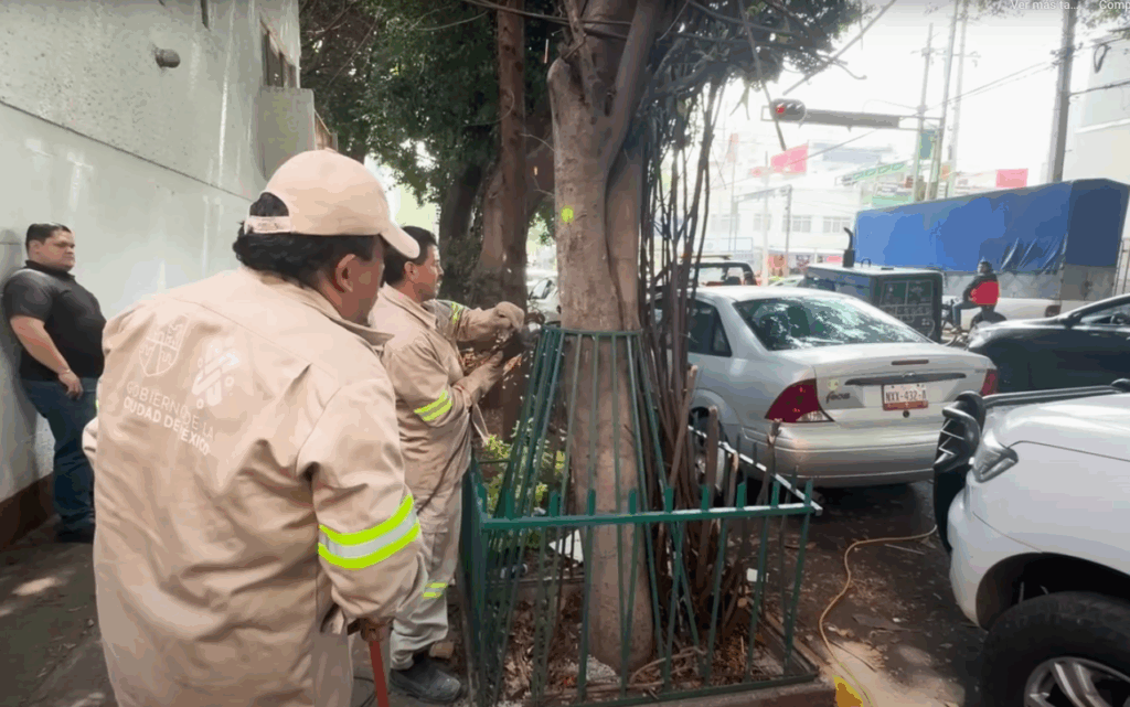 Árboles de CDMX