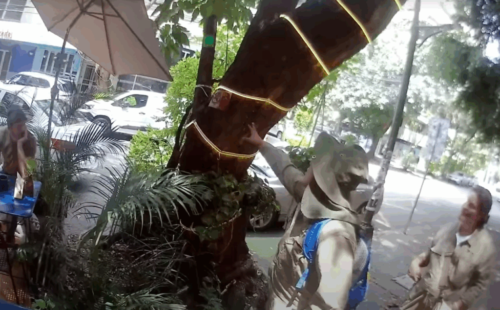 Dañan con luces árboles de CDMX