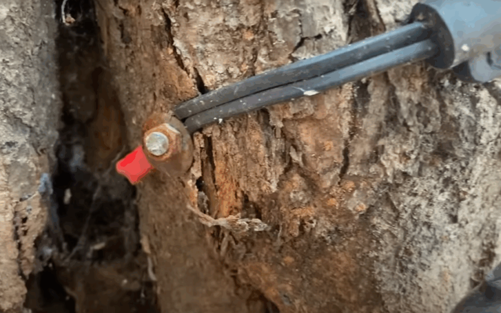 Va por los árboles, campaña en CDMX