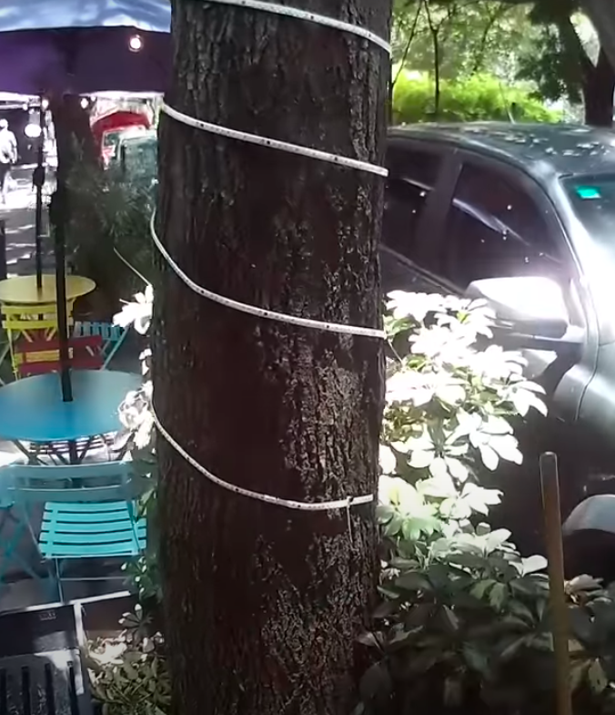 Va por los árboles de CDMX