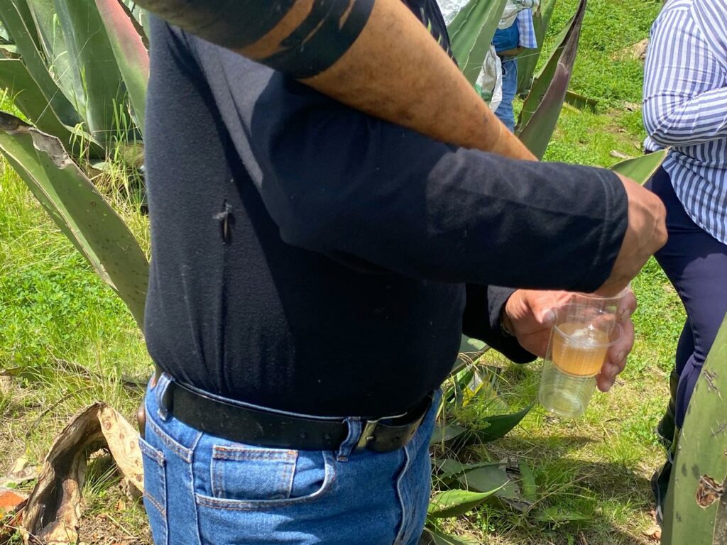 Producción de pulque en CDMX