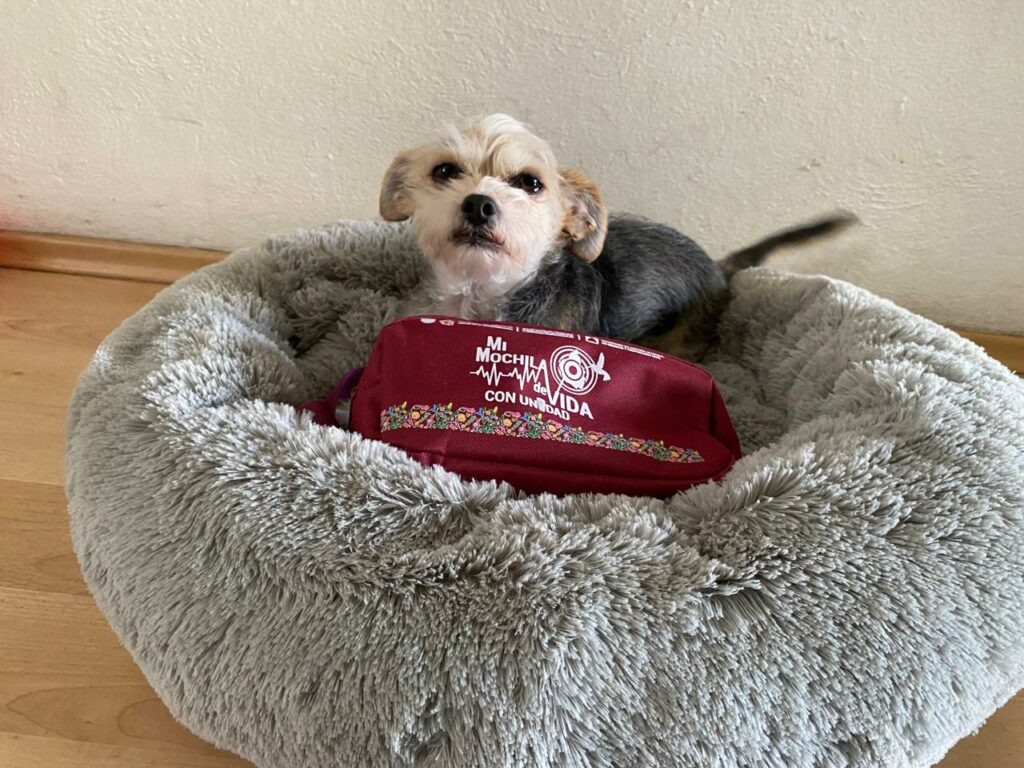 Mochila de vida para animals de compañía