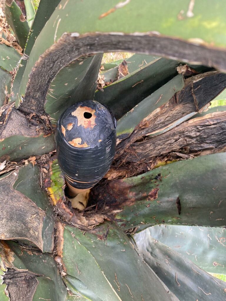 Cómo se hace el pulque