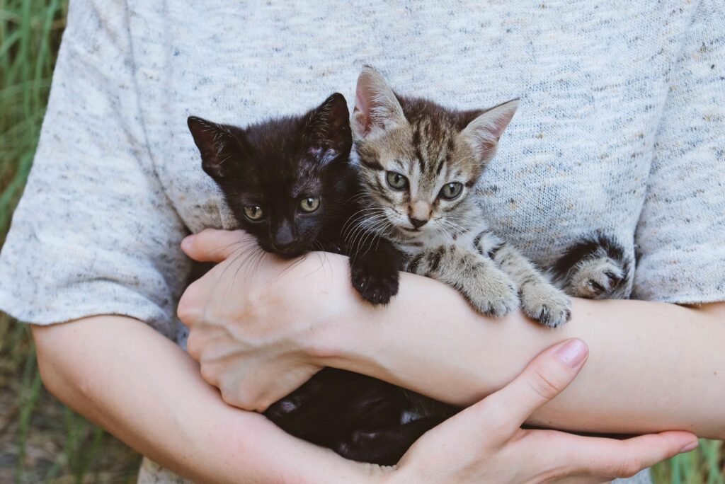 Gatitos en adopción