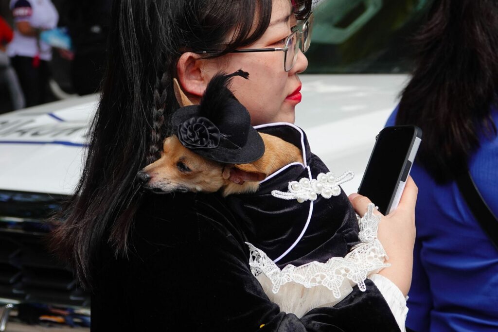 Los lomitos más tiernos y creativos desfilarán en la pasarela de disfraces del Halloween de Perritos en CDMX.