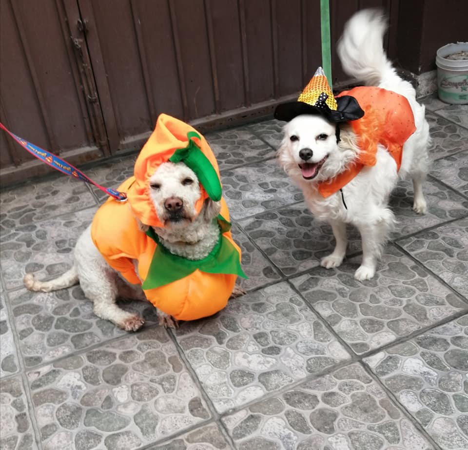 El evento fomenta la adopción responsable y la convivencia en familia con nuestros mejores amigos de cuatro patas. 