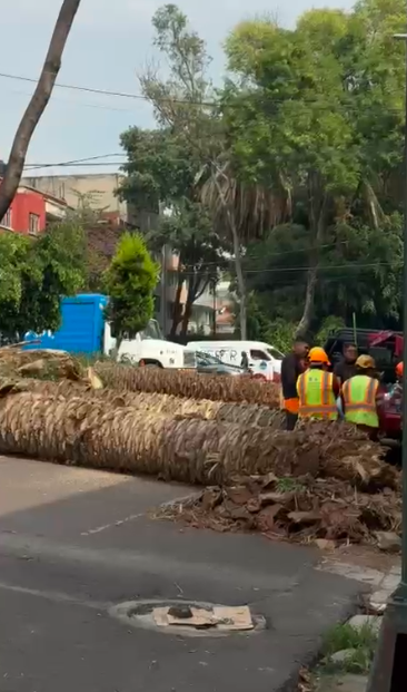 Quitan palmeras muertas de CDMX