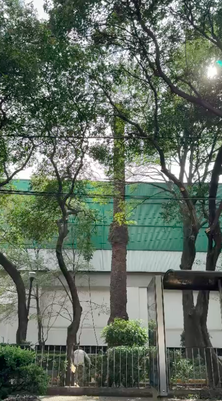 Remoción de palmeras muertas en CDMX