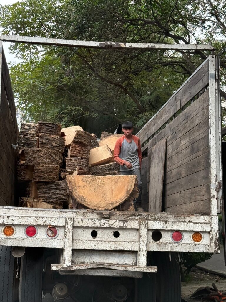 Quitan palmeras muertas de CDMX
