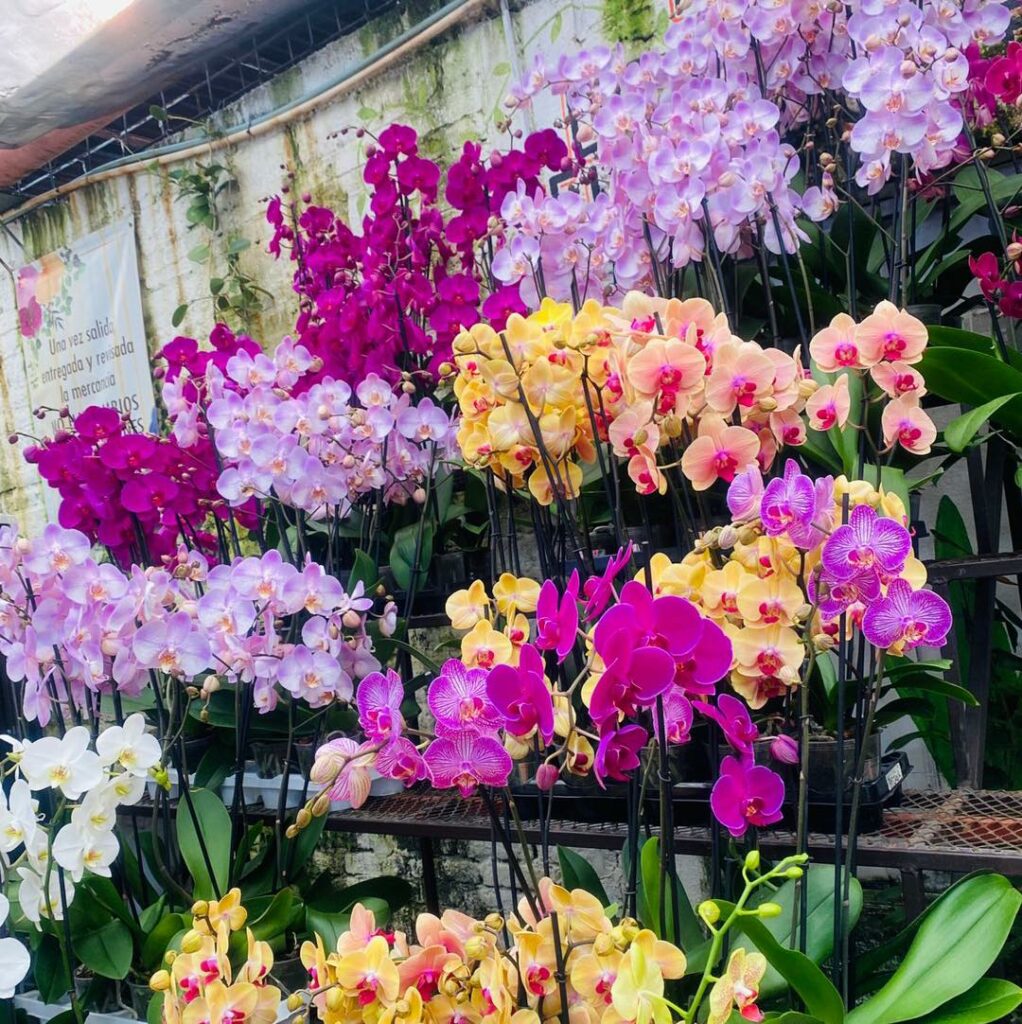 La entrada al Plant Fest 2025 es libre y el evento es pet friendly.