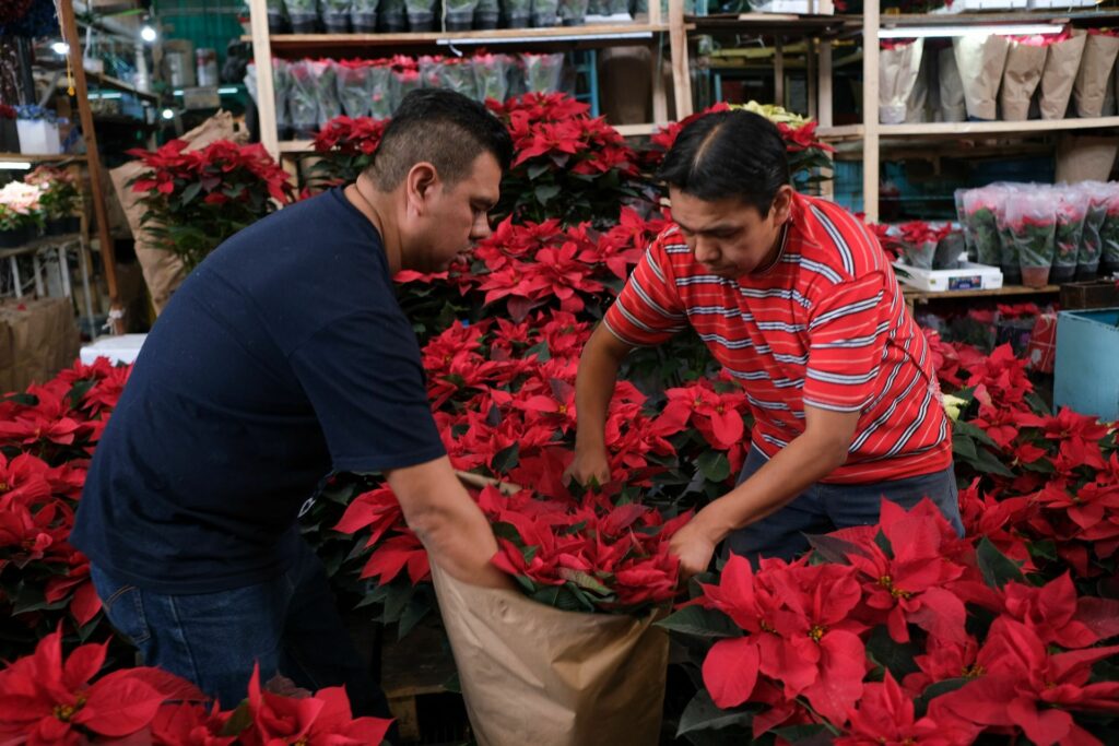Las nochebuenas son las plantas de temporada y las puedes encontrar a buen precio en el Mercado de Jamaica.