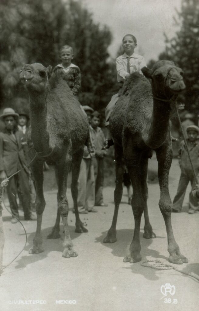 chapultepec camellos cdmx