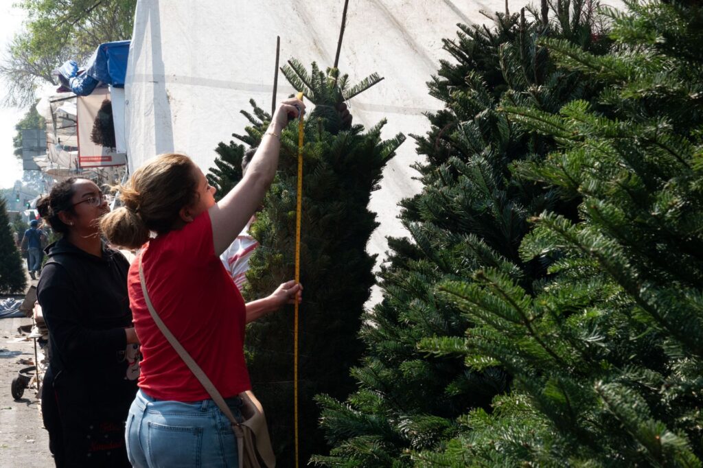 Los árboles de Navidad naturales provienen de plantaciones reguladas que reforestan cada año y ayudan a recuperar el suelo y captar carbono.