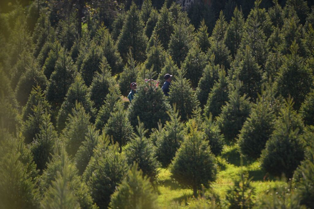 Al finalizar la temporada, los árboles naturales pueden llevarse a centros de acopio para convertirlos en composta y reducir su impacto ambiental.