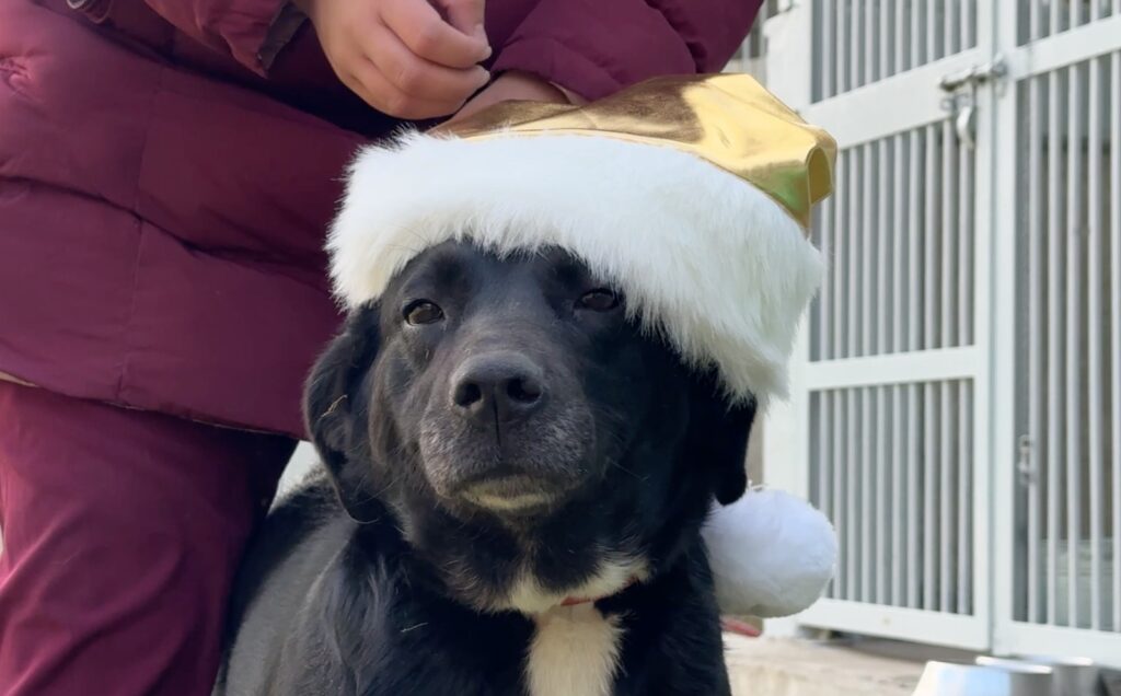 Los lomitos del Centro de Transferencia Canina del Metro CDMX apoyan a Santa Claus y a los Reyes Magos recibiendo cartas de niñas y niños durante la temporada navideña.