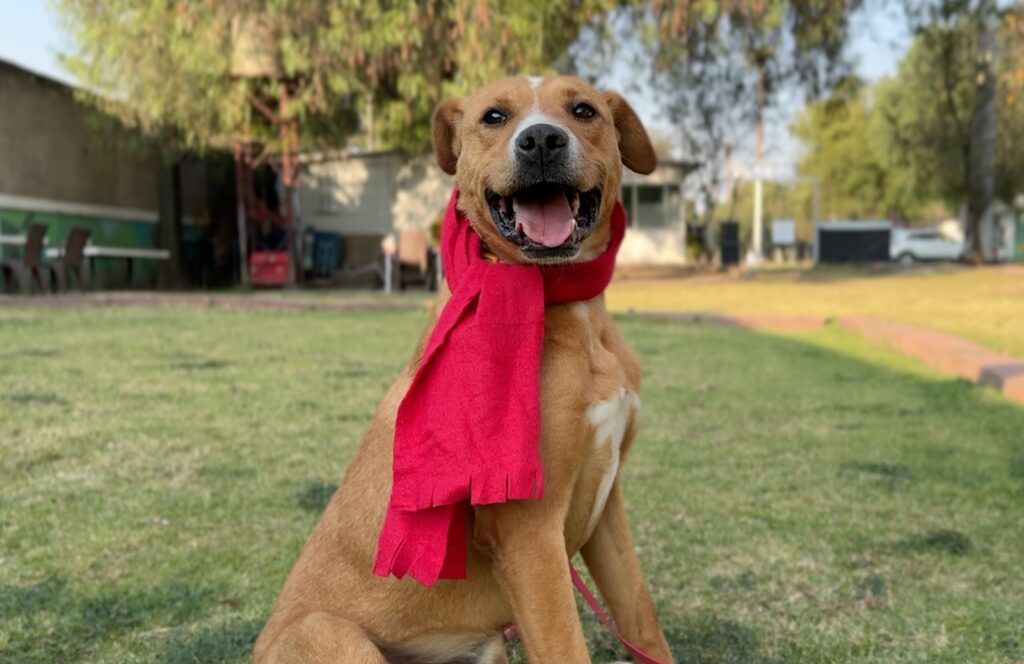 Esta iniciativa busca fomentar la adopción responsable y el cuidado de los perros rescatados por el Sistema de Transporte Colectivo Metro