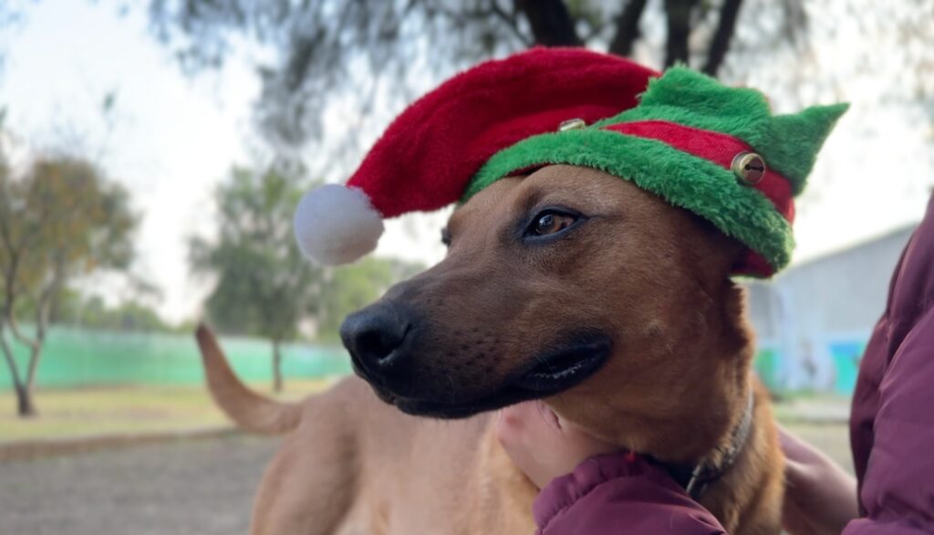 El Centro de Transferencia Canina del Metro CDMX ofrece atención temporal a perros rescatados, incluyendo alimentación, cuidados médicos y espacios de recreación.