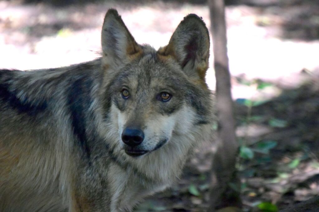 Qué hacer en el puente en CDMX
