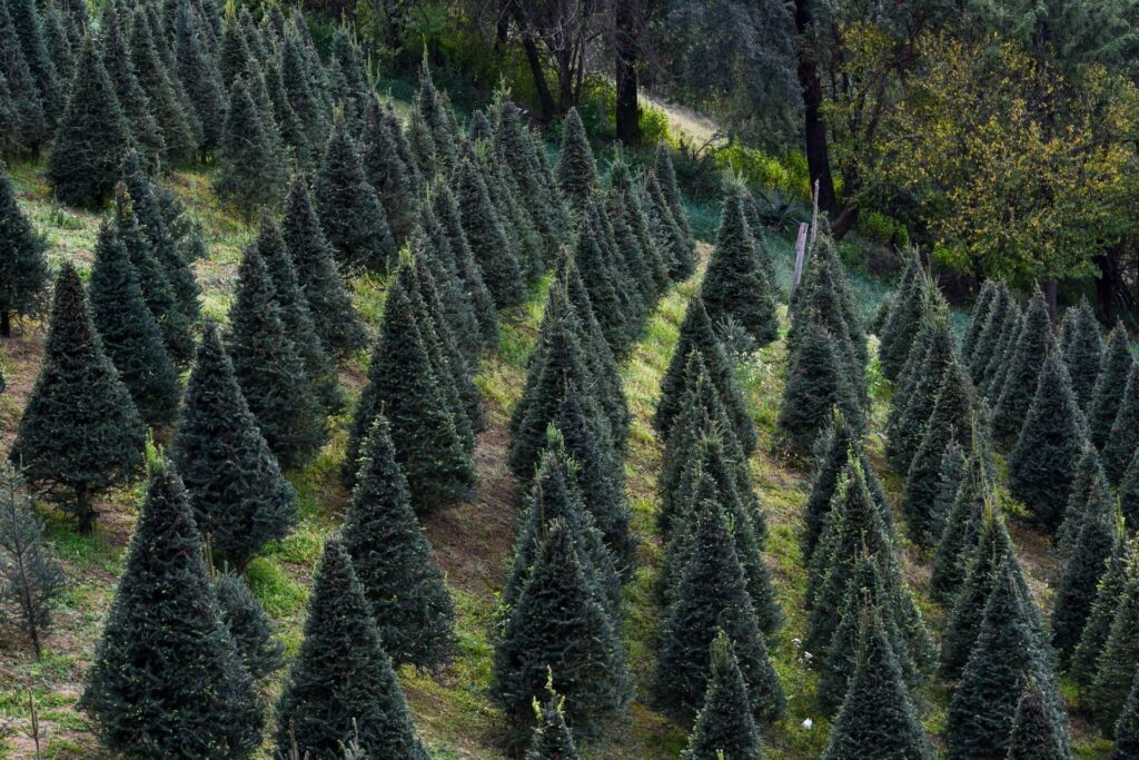 Antes de llevar tu arbolito a un centro de acopio, es importante retirar toda la decoración y cualquier base para facilitar su reciclaje y aprovechamiento ambiental. 