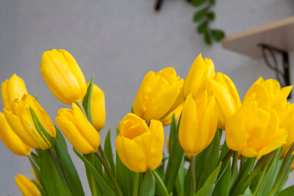 Los tulipanes se han convertido en una de las flores más regaladas durante el invierno y la primavera por su variedad de colores y significados.