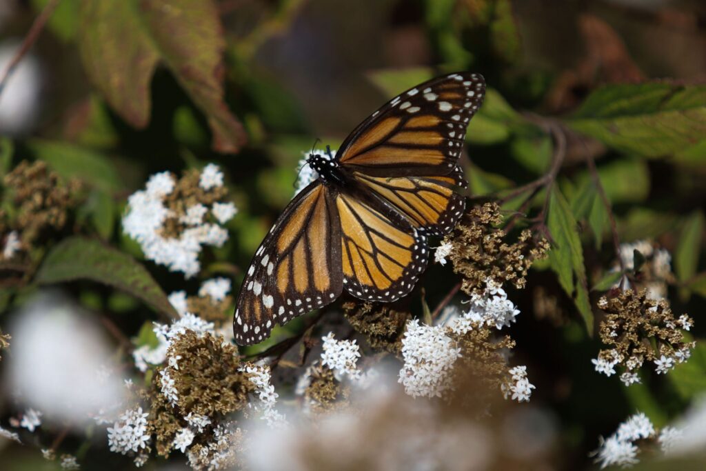 Eventos gratis en CDMX