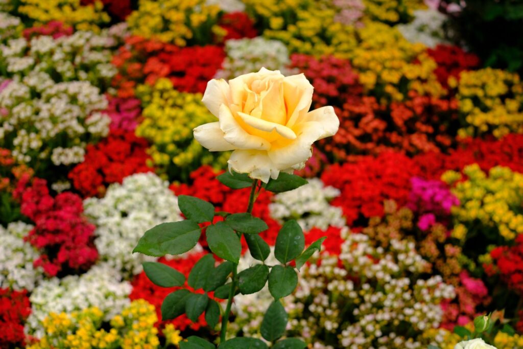 Festival de Flores y Chocolate