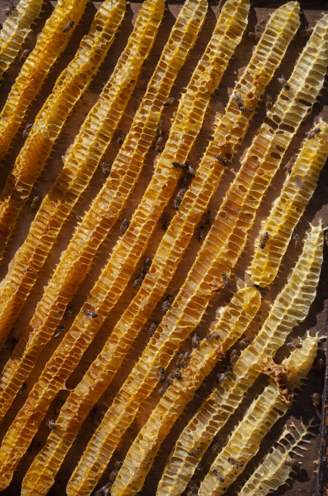 producción de miel en CDMX