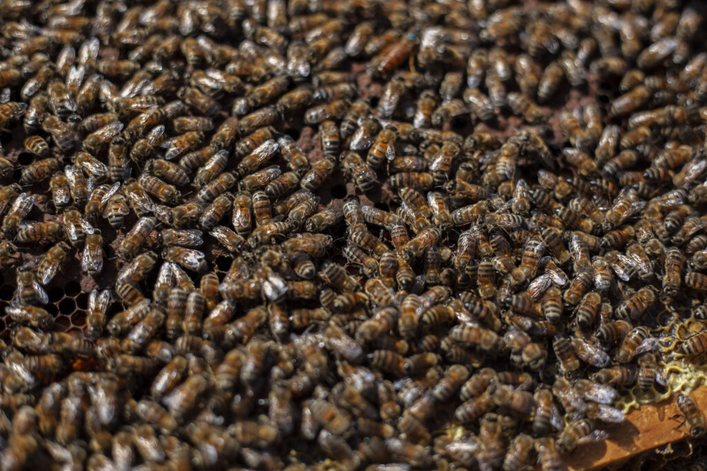 Crianza de abejas en CDMX