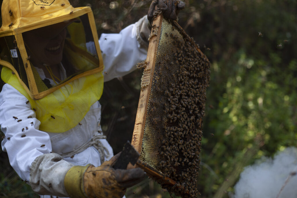 Crianza de abejas y producción de miel en CDMX