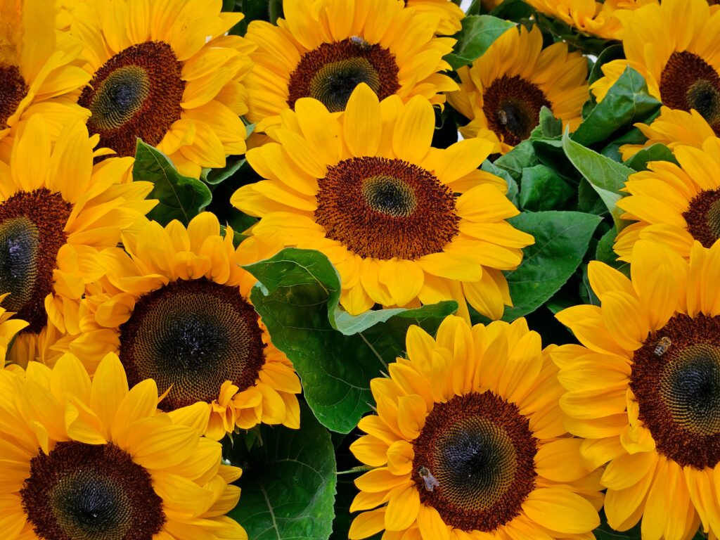 Girasoles: Tallos llamativos y coloridos que se usan como alternativa a las flores rojas tradicionales.