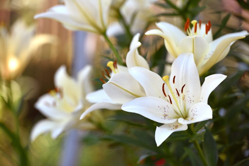 Lirios: Flores de gran tamaño y aroma suave, comunes en arreglos formales para el 14 de febrero.
