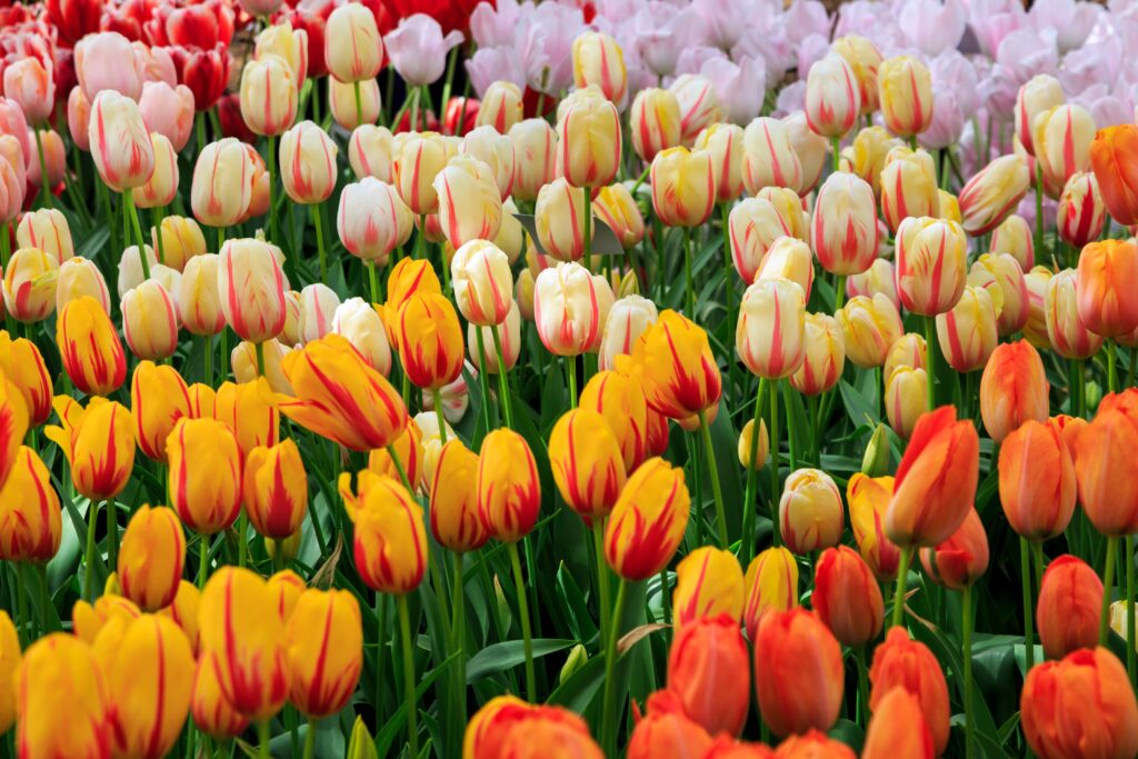 Tulipanes: Una opción elegante y menos tradicional que suele venderse por tallo o en ramos pequeños.