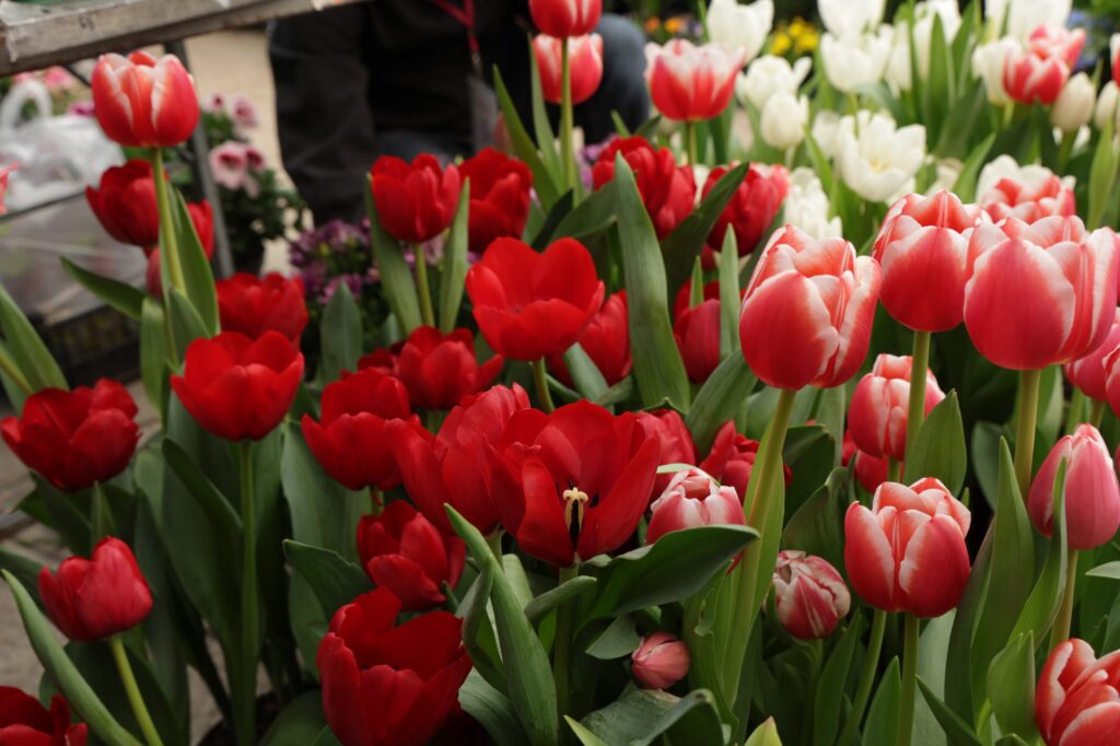 Festival de Flores de Primavera