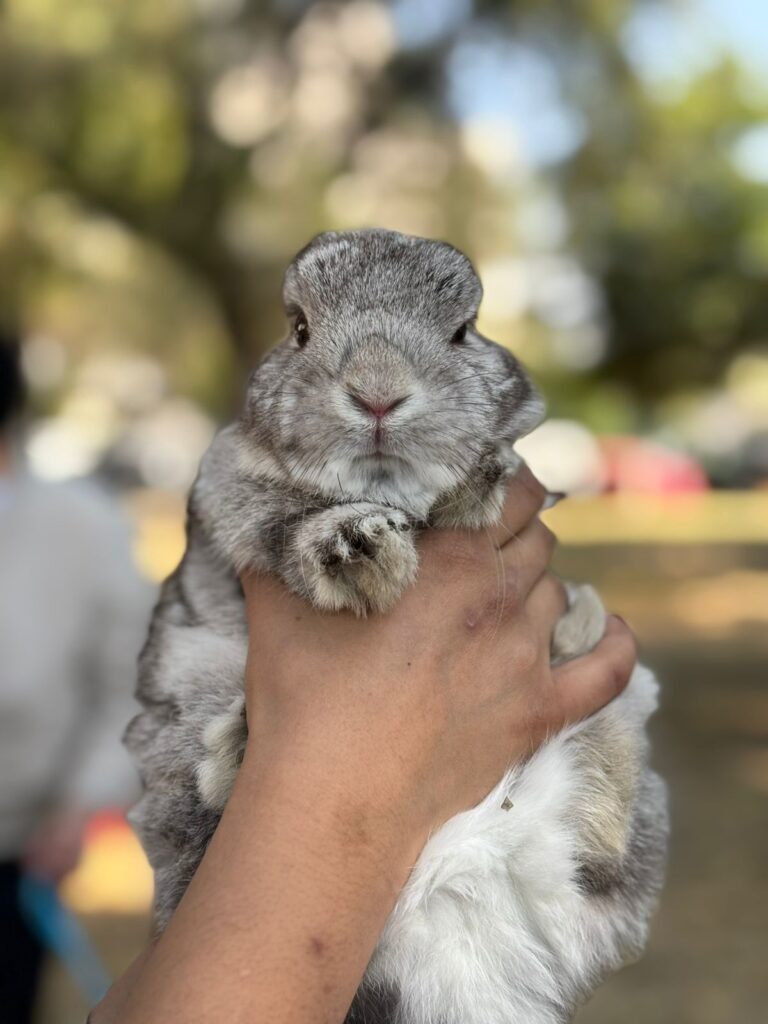 Lleva a tu pequeño amigo a socializar con otros conejitos. 