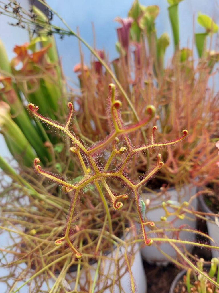 planta carnívora de al expo en CDMX