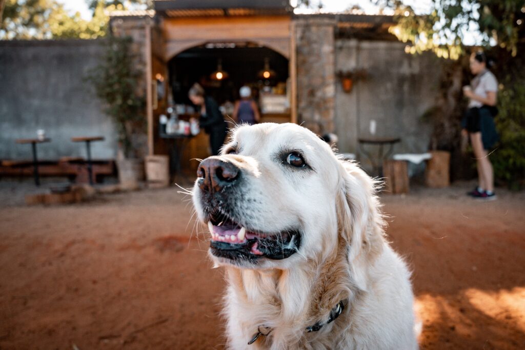 El Pet Fest 2026 implementa zonas específicas para asegurar la convivencia armoniosa entre perros y gatos. 