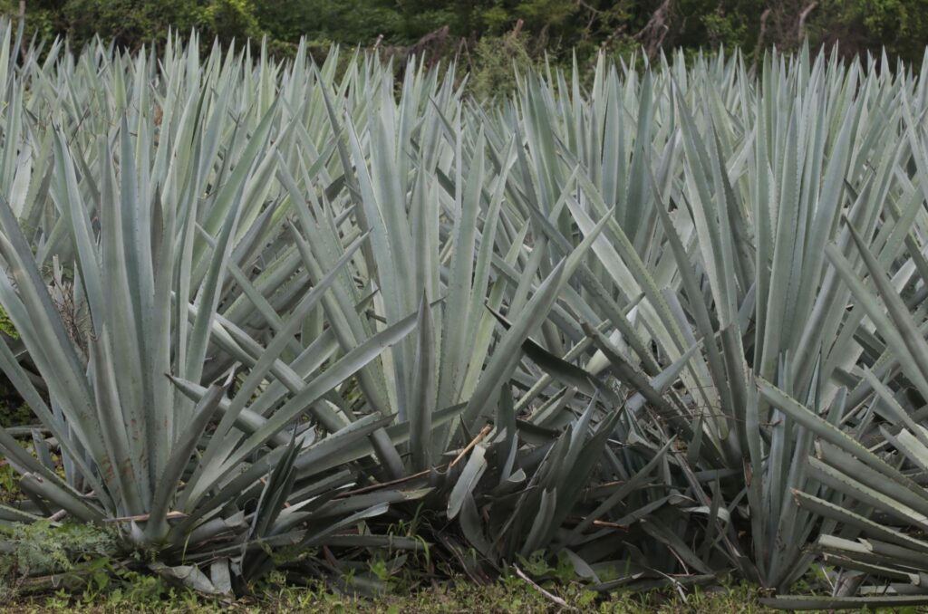 El evento fomenta la economía local al reunir en un solo espacio a productores independientes de mezcal y creadores de diseño artesanal.