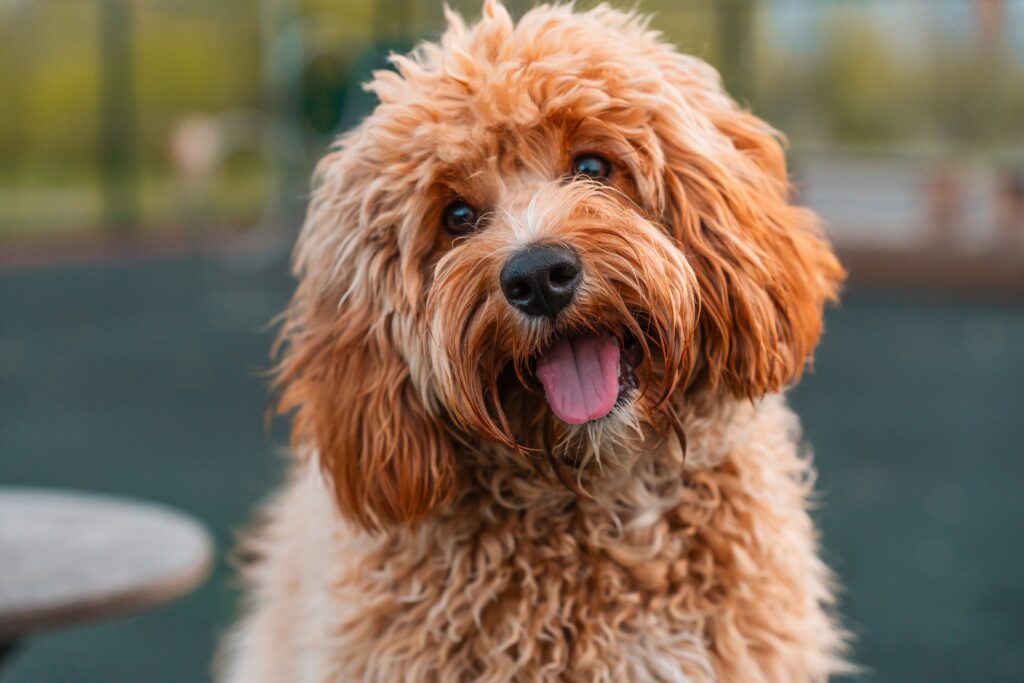 Checa este plan si buscas adoptar a un perrito.